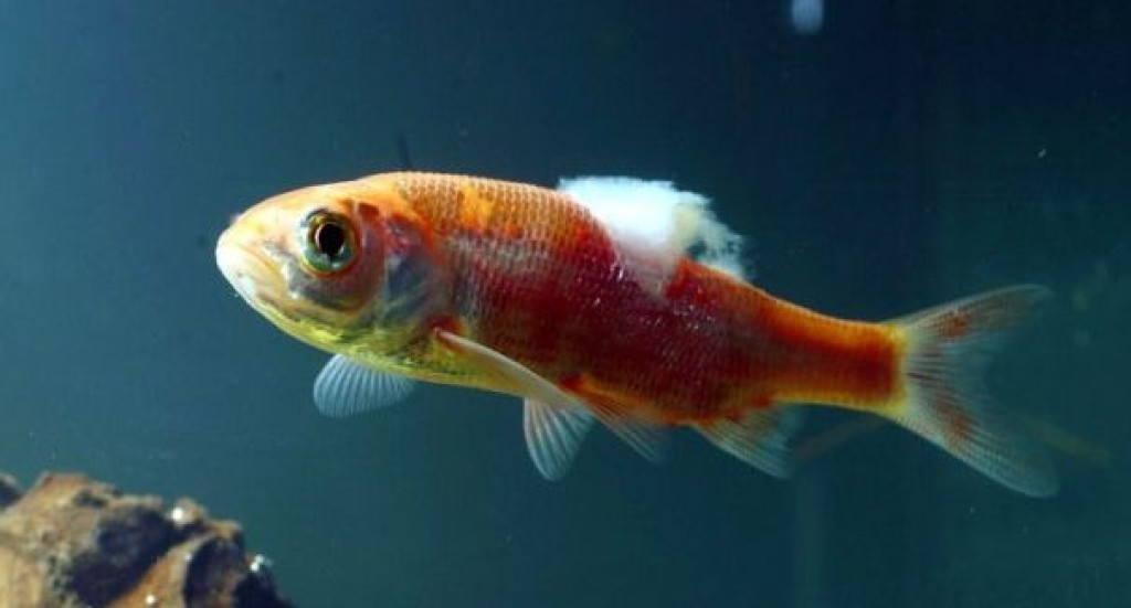 Saprolegnióza - Povrchové zaplesnenie rýb