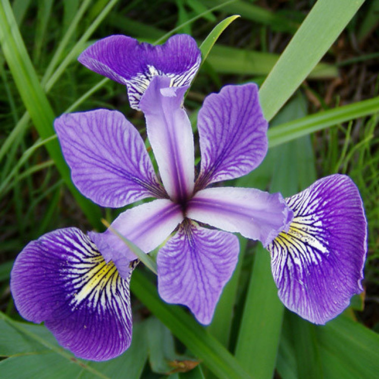 Kosatec pestrý - Iris versicolor