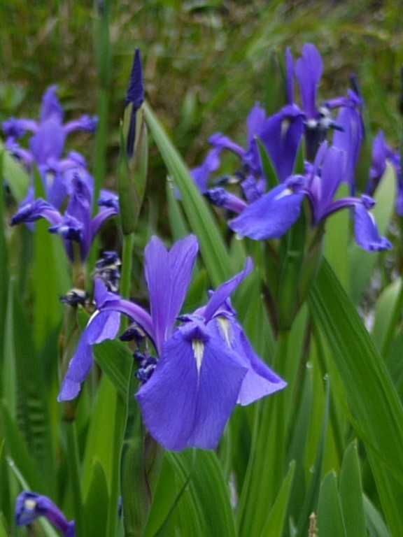  Kosatec japonský - Iris laevigata