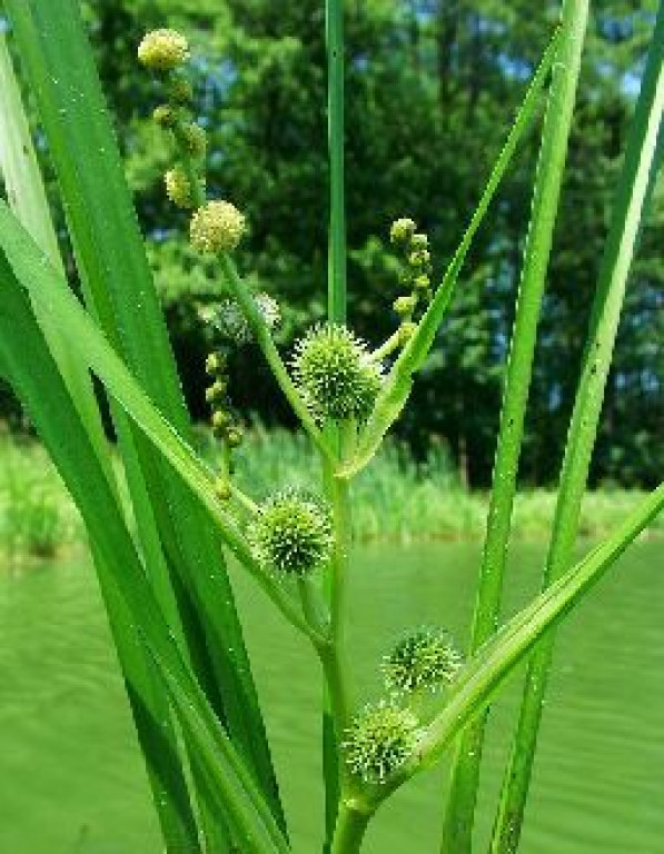 Ježohlav vzpriamený - Sparganium erectum