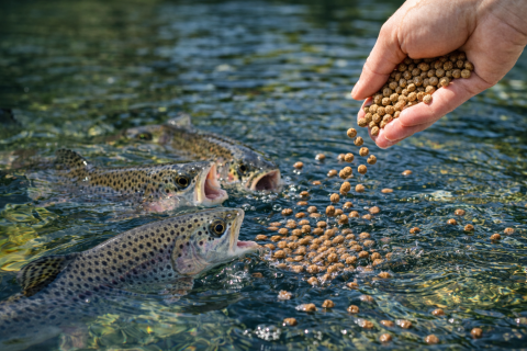 Ako kŕmiť pstruhy – kompletný návod pre chovateľov