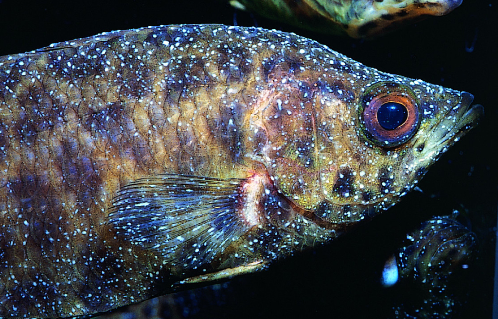 Ichtyophthirius multifiliis - Krupička, Kožovec  