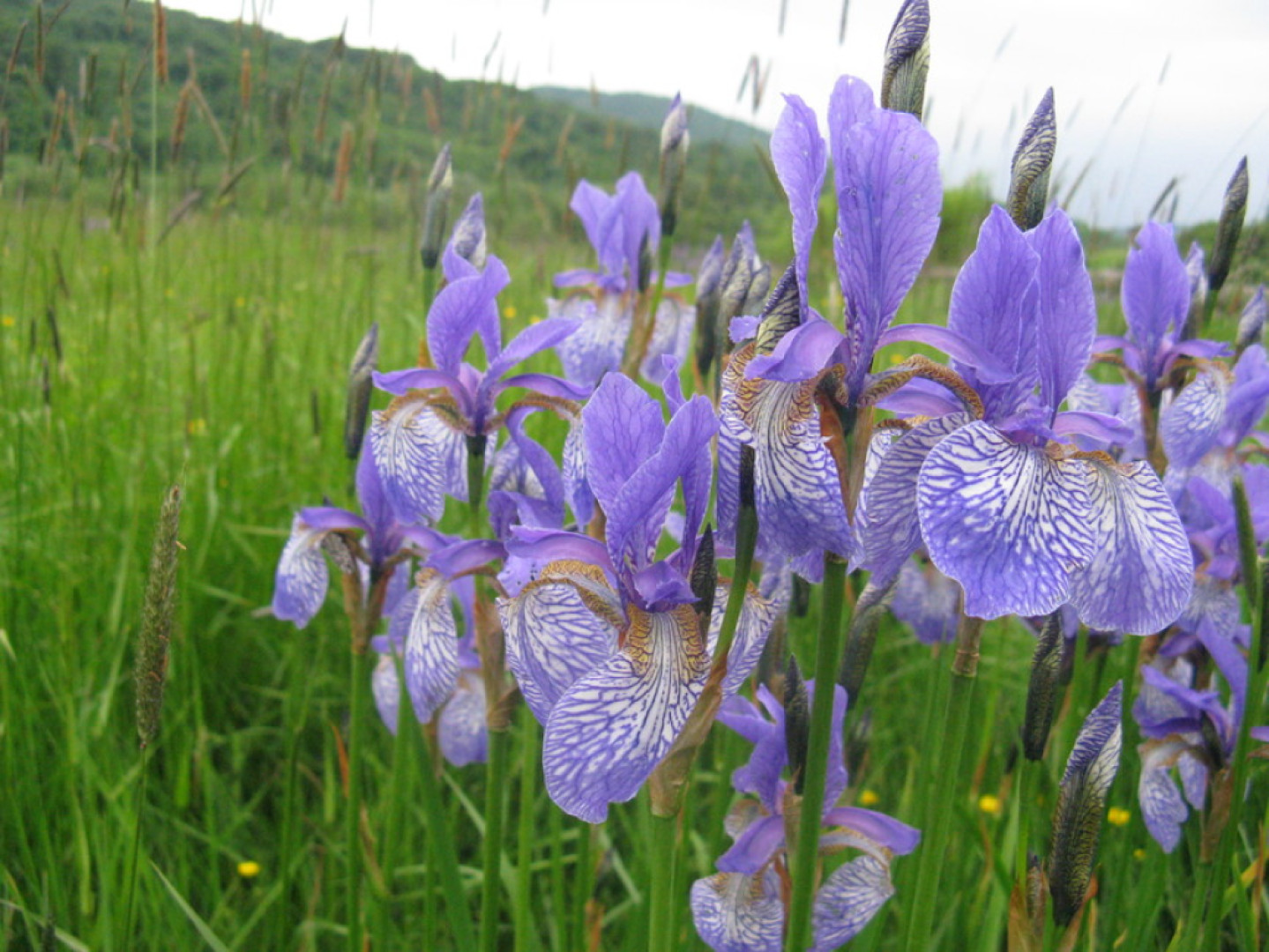 Kosatec sibírsky - Iris sibirica