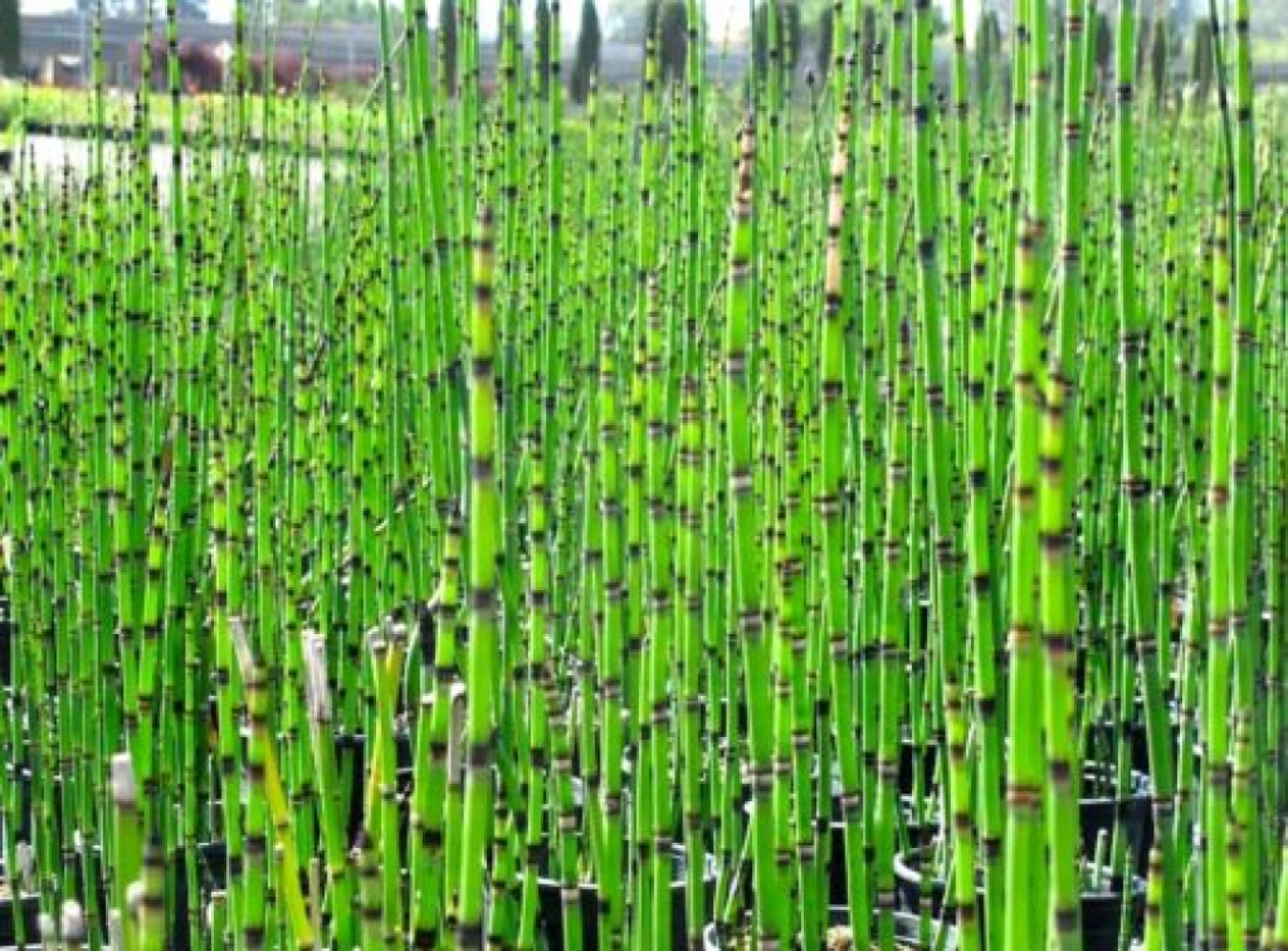 Praslička zimná - Equisetum hyemale