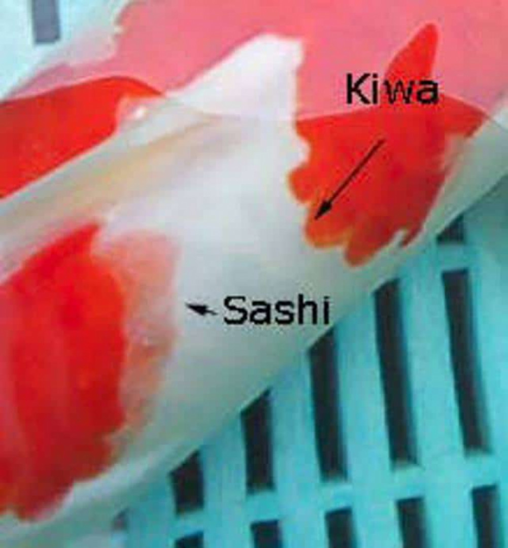 Kiwa