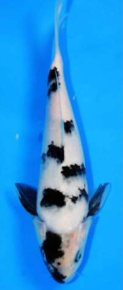 Koi Mix Variet od 22 do 38cm